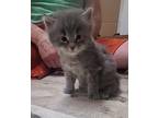 (ax) Loki (Pending) Domestic Shorthair Kitten Male