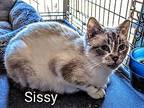 Sissy Siamese Senior Female