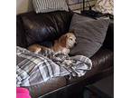 SNOOPY Beagle Adult Male
