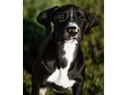 L.D. (Little Dude) Great Dane Puppy Male