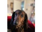 Holden Dachshund Adult Male