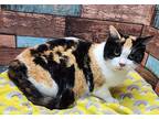 Flo Domestic Shorthair Senior Female