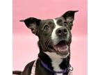 Selene Labrador Retriever Adult Female