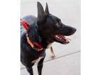 Max Border Collie Adult Male
