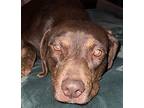 Finley Labrador Retriever Adult Female