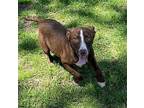 Georgina Labrador Retriever Puppy Female