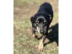 DJ Dachshund Senior Male