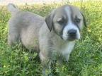 Sebastian Labrador Retriever Puppy Male