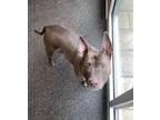 Odyssey American Pit Bull Terrier Adult Female