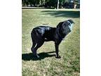 Winnie Labrador Retriever Young Female