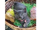 Astrid Manx Kitten Female