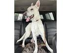 Ghost German Shepherd Dog Young Male