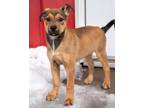 Mila German Shepherd Dog Puppy Female