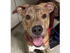 Ducky American Pit Bull Terrier Young Male