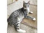 Quincy Manx Kitten Male