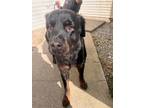 Roxy Rottweiler Adult Female