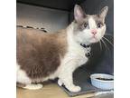 Bella Snowshoe Senior Female