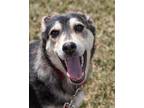 Willow Husky Puppy Female