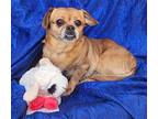 Jules Peke Dachshund Adult Female