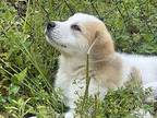 Sampson Labrador Retriever Puppy Male