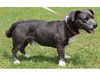Cooper 39479 Basset Hound Adult Male