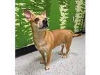 Zuri Chihuahua Adult Male