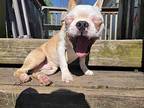 Oat Boston Terrier Puppy Male