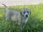 Dexter Great Pyrenees Puppy Male