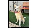 Poppy Australian Cattle Dog Puppy Female