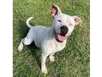 Dually Staffordshire Bull Terrier Adult Female