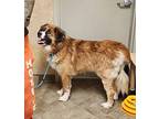 Berni St. Bernard Young Female
