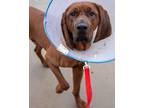 Rip Redbone Coonhound Adult Male
