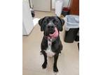 Atlas Great Dane Young Male
