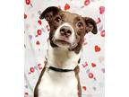 Otev Border Collie Young Male