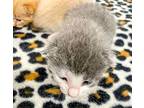 Kittens Domestic Shorthair Kitten Female