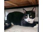 Gato (1yr) Fuzz (1yr) Domestic Shorthair Young Male
