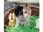 Venus Manx Kitten Female