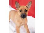 Maya German Shepherd Dog Puppy Female