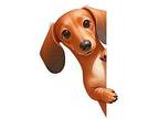 Dusty Britches Dachshund Adult Male