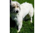 Queen Great Pyrenees Adult Female