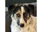 Carmen Australian Shepherd Adult Female