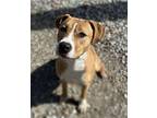 Nile Labrador Retriever Young Female