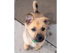 Mylo German Shepherd Dog Puppy Male