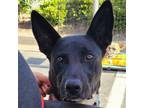 Adopt Amoka a Mixed Breed
