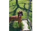 Copper Redbone Coonhound Young Male