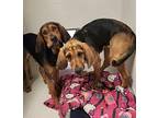 Rubi Bloodhound Young Female