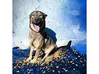 DA 43 Lobo German Shepherd Dog Young Male