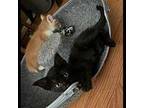 DOBBY Domestic Shorthair Kitten Male