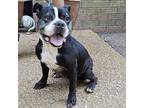 Frances Boston Terrier Adult Female