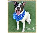 JOSEPH American Bulldog Adult Male